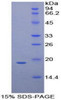 Mouse Recombinant Cluster Of Differentiation 97 (CD97)