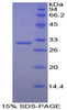 Human Recombinant Early B-Cell Factor 2 (EBF2)