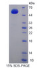 Mouse Recombinant Adenylate Cyclase 9 (ADCY9)