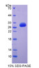 Human Recombinant Immunoglobulin Superfamily, Member 2 (IGSF2)