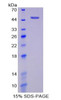 Mouse Recombinant Enolase, Non Neuronal (NNE)