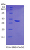 Mouse Recombinant Early Growth Response Protein 2 (EGR2)