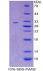 Rat Recombinant Cluster Of Differentiation 109 (CD109)