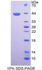 Cattle Recombinant Matrix Gla Protein (MGP)