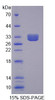 Mouse Recombinant Tumor Necrosis Factor Receptor Superfamily, Member 1B (TNFRSF1B)