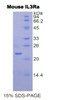 Mouse Recombinant Interleukin 3 Receptor Alpha (IL3Ra)