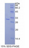 Mouse Recombinant Mucosal Addressin Cell Adhesion Molecule 1 (MAdCAM1)