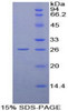 Human Recombinant Cyclophilin D (CYPD)