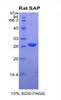 Rat Recombinant Serum Amyloid P Component (SAP)
