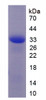 Mouse Recombinant Extracellular Matrix Metalloproteinase Inducer (EMMPRIN)