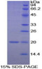 Human Recombinant Peptidylprolyl Isomerase F (PPIF)