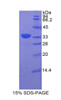 Rat Recombinant Bone Marrow Stromal Cell Antigen 1 (BST1)