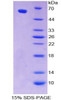 Mouse Recombinant Octamer Binding Transcription Factor 1 (OCT1)