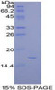 Mouse Recombinant Mucosae Associated Epithelia Chemokine (MEC)