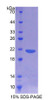 Rat Recombinant Cluster Of Differentiation 164 (CD164)