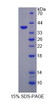 Rat Recombinant Growth Regulated Oncogene Gamma (GROg)