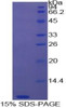 Cattle Recombinant Thymosin Beta 4 (Tb4)