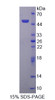 Human Recombinant Peptidylprolyl Isomerase C (PPIC)