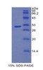 Mouse Recombinant Interleukin 17 Receptor A (IL17RA)