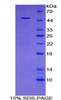 Rat Recombinant Major Basic Protein (MBP)