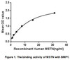 Human Active Myostatin (MSTN)