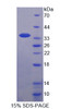 Cattle Recombinant Trefoil Factor 3, Intestinal (TFF3)