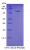 Pig Recombinant Trefoil Factor 3, Intestinal (TFF3)