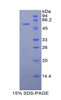 Mouse Recombinant Duffy Blood Group Chemokine Receptor (DARC)