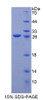 Human Recombinant Kell Protein (KEL)