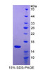 Human Recombinant Growth Differentiation Factor 2 (GDF2)