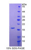 Mouse Recombinant Growth Differentiation Factor 2 (GDF2)