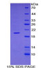 Simian Recombinant Tumor Necrosis Factor Ligand Superfamily, Member 13 (TNFSF13)