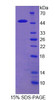 Mouse Recombinant Regenerating Islet Derived Protein 1 Alpha (REG1a)