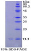 Chicken Recombinant Inhibin Beta B (INHbB)