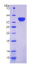 Rat Recombinant Guanylate Binding Protein 4 (GBP4)