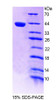 Mouse Recombinant Interferon Regulatory Factor 8 (IRF8)