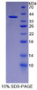 Human Recombinant Phospholipid Scramblase 1 (PLSCR1)