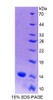 Rat Recombinant S100 Calcium Binding Protein A9 (S100A9)