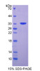 Human Recombinant FK506 Binding Protein 12 Rapamycin Associated Protein (FRAP)