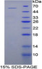 Mouse Recombinant Beta-Site APP Cleaving Enzyme 2 (bACE2)