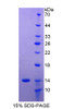 Human Recombinant Major Histocompatibility Complex Class I G (MHCG)