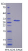 Rabbit Recombinant Lectin Like Oxidized Low Density Lipoprotein Receptor 1 (LOX1)