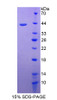 Cattle Recombinant Cluster Of Differentiation 3d (CD3d)