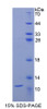 Rat Recombinant Cluster Of Differentiation 3d (CD3d)