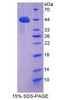 Rat Recombinant Angiotensin I Converting Enzyme 2 (ACE2)