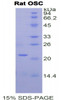 Rat Recombinant Oxidosqualene Cyclase (OSC)