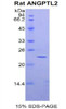 Rat Recombinant Angiopoietin Like Protein 2 (ANGPTL2)