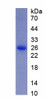 Mouse Recombinant Glyceraldehyde-3-Phosphate Dehydrogenase (GAPDH)