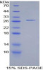 Cattle Recombinant Cathepsin S (CTSS)