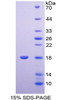 Chicken Recombinant Syndecan 4 (SDC4)